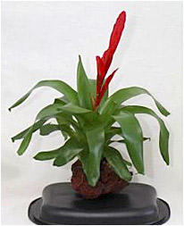 Rock Plant